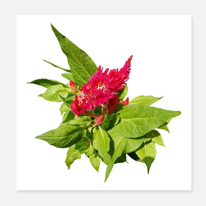 CÉLOSIA ROUGE Poster 20 x 20 cm