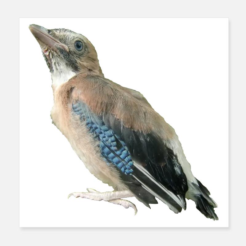 Eichelhäher Jungvogel Poster 20x20 cm
