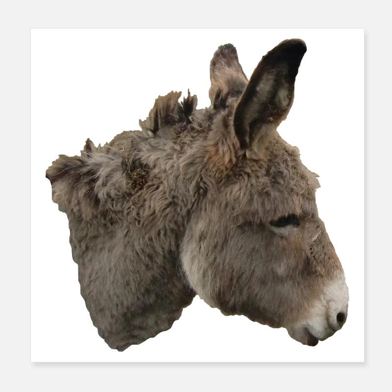 Âne Poster 20 x 20 cm