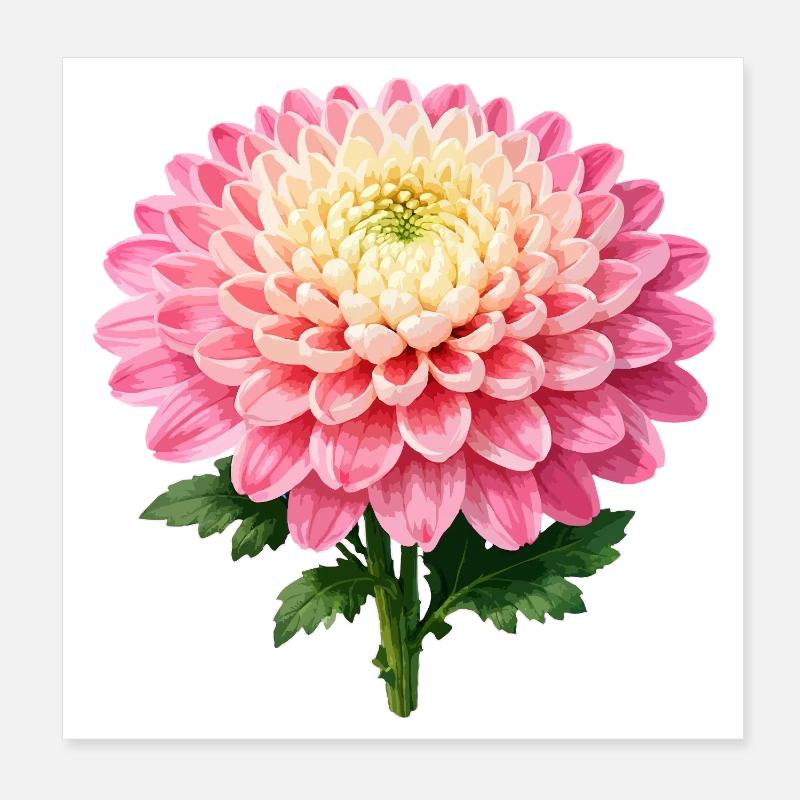 Fleur de chrysanthème rose Poster 20 x 20 cm
