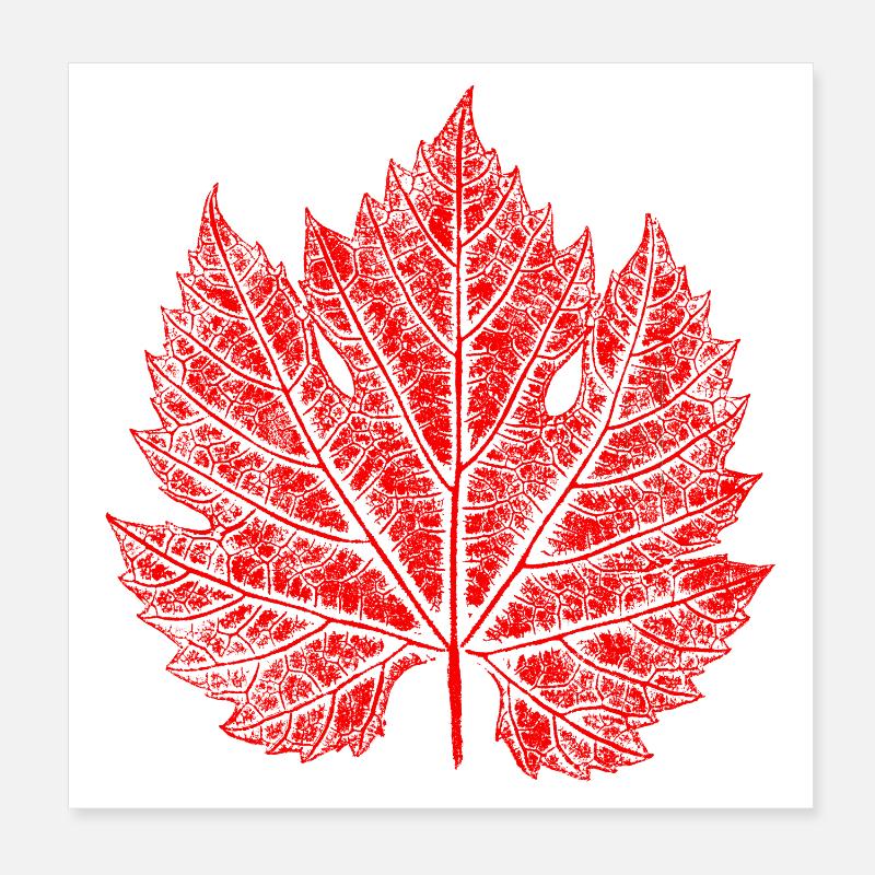 Feuille de vigne / Rouge / Feuille de vin Poster 20 x 20 cm