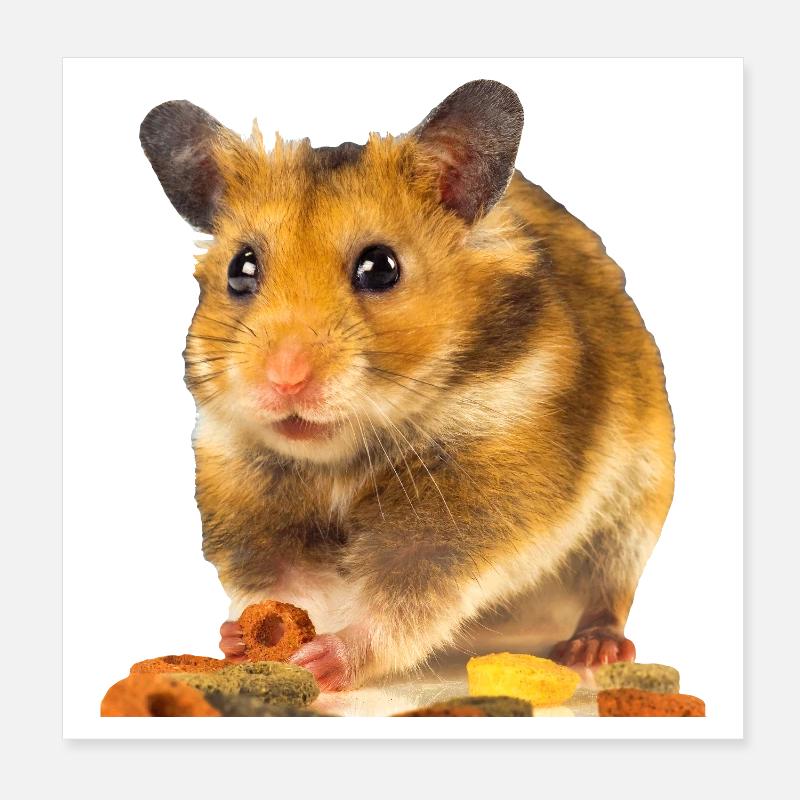 I am hamster - Poster 20 x 20 cm - blanc