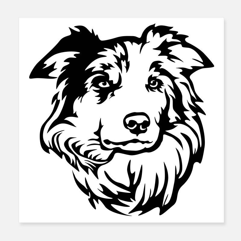 Border Collie Kopf Poster 20x20 cm