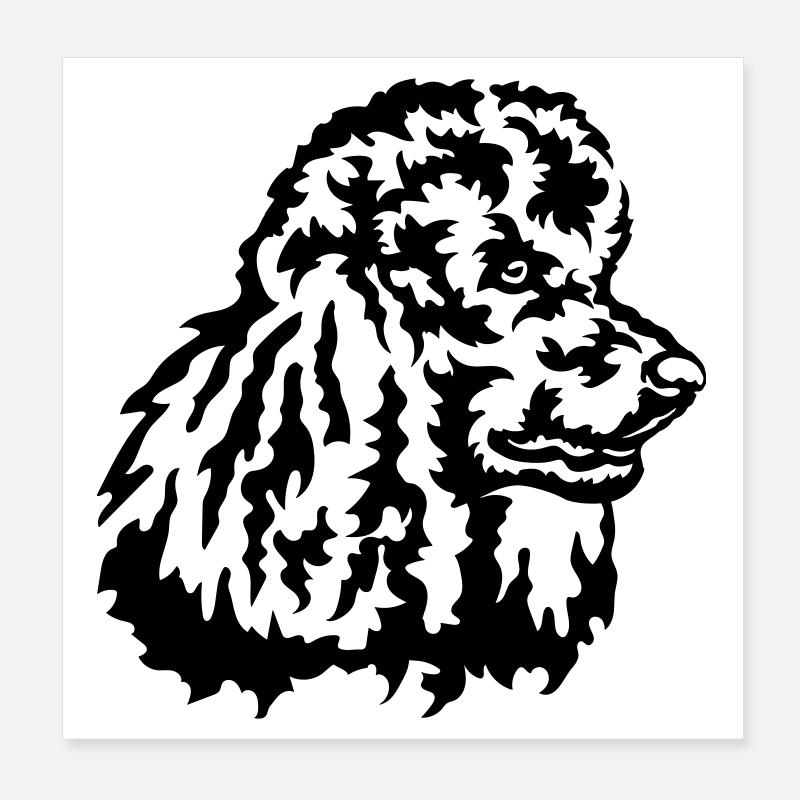 Grosse tête de caniche Poster 20 x 20 cm