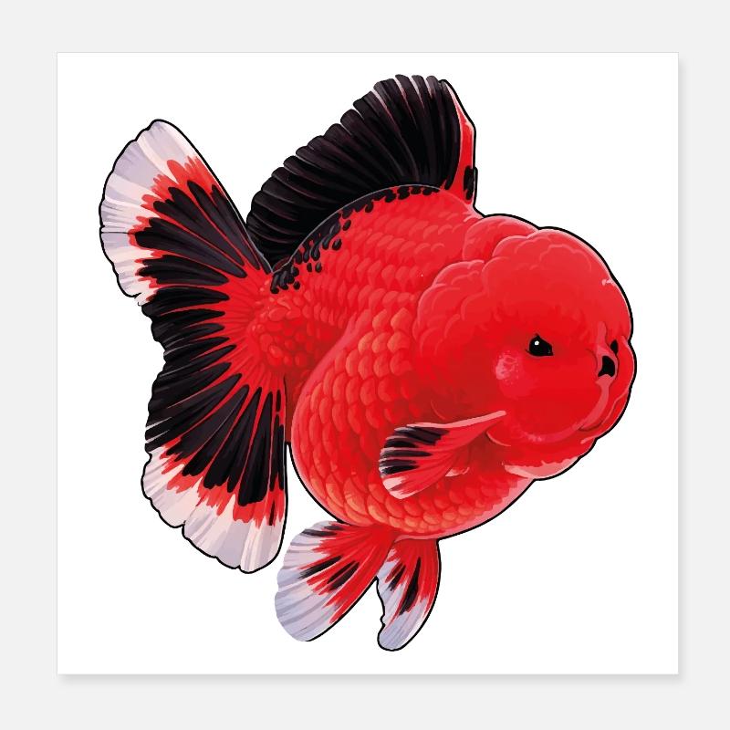 Poisson rouge Oranda de haute qualité Orange Noir Poster 20 x 20 cm