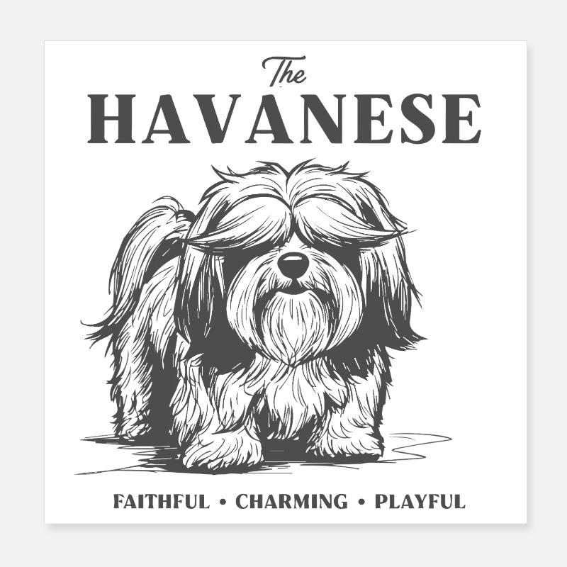 Design de chien de charme havanais Poster 20 x 20 cm