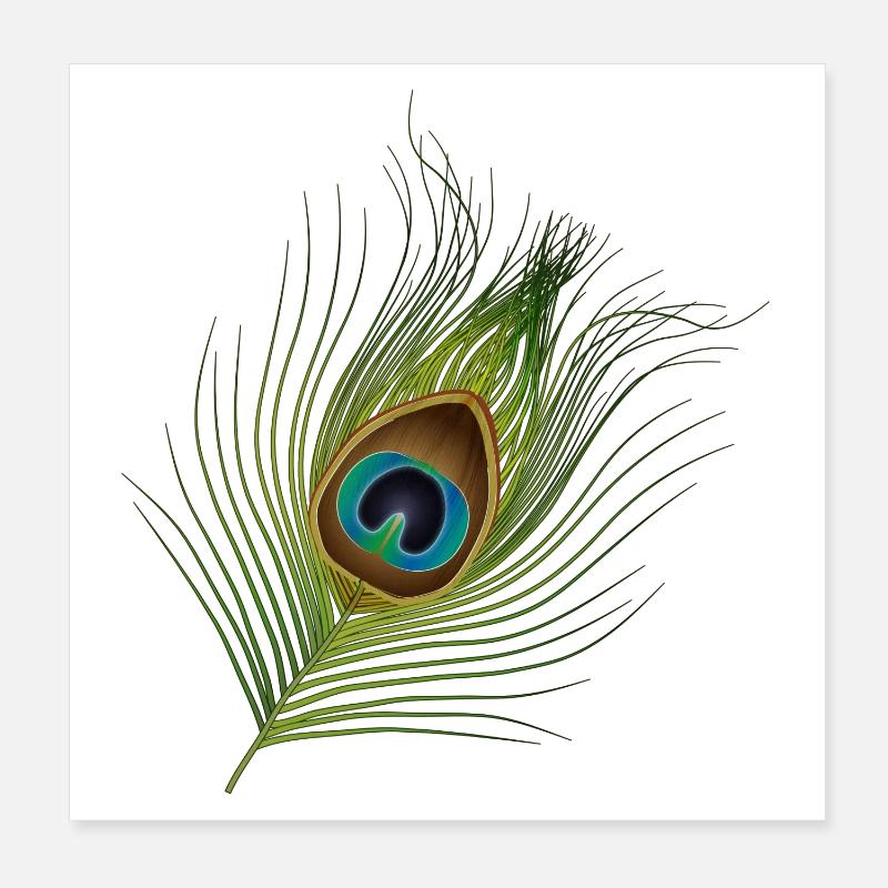 plume de paon dessinée à la main Poster 20 x 20 cm