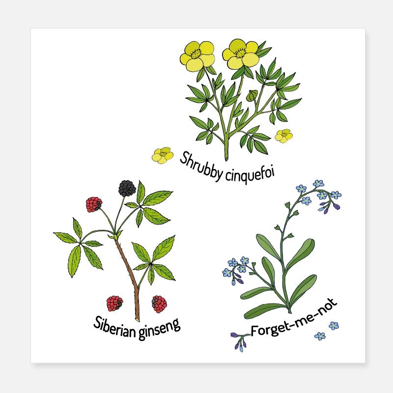 Natural herbs Poster 8" x 8" (20x20 cm)