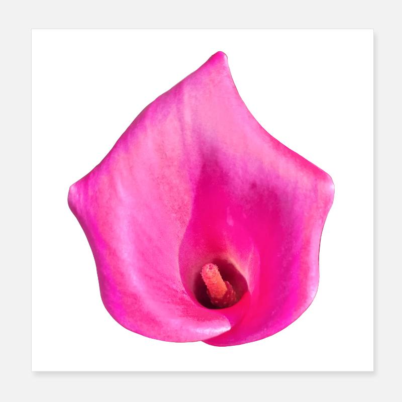Fleur de Calla Rose Poster 20 x 20 cm