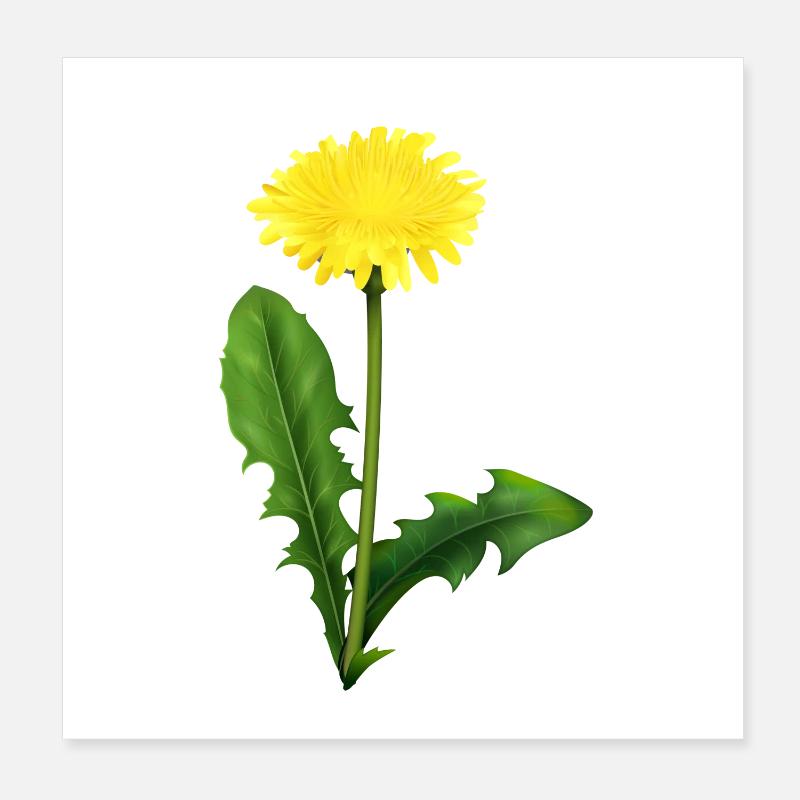 Dandelion | dandelion Poster 8" x 8" (20x20 cm)