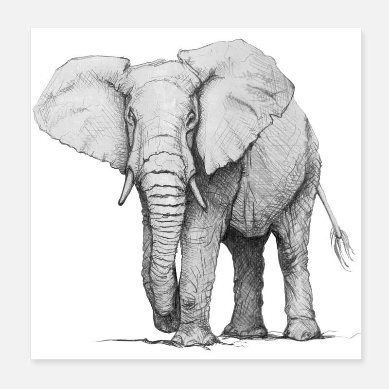 Éléphant Poster 20 x 20 cm