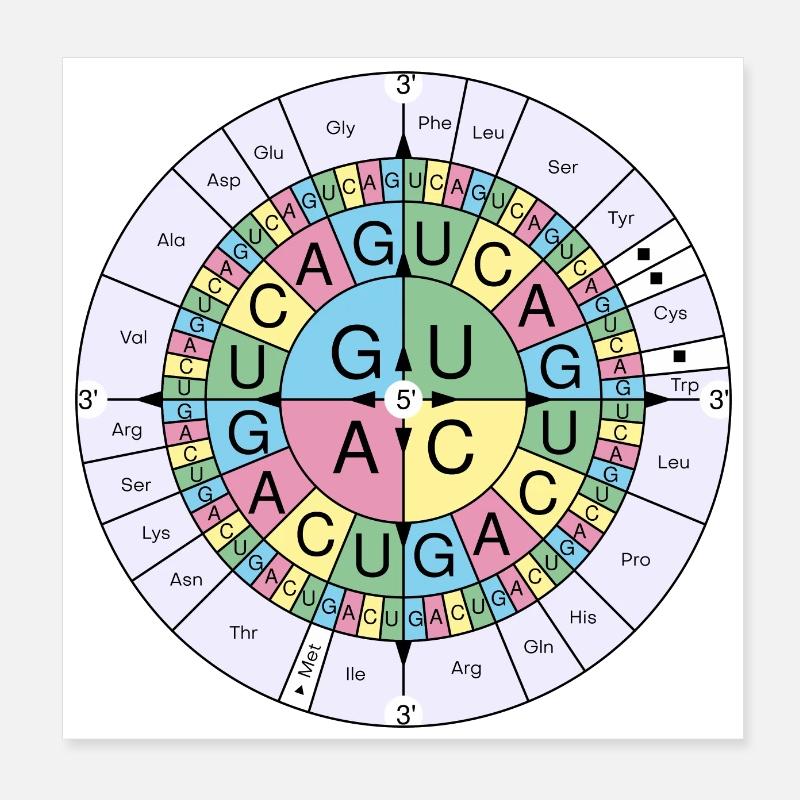 Biochemistry RNA codon code sun Poster 8" x 8" (20x20 cm)