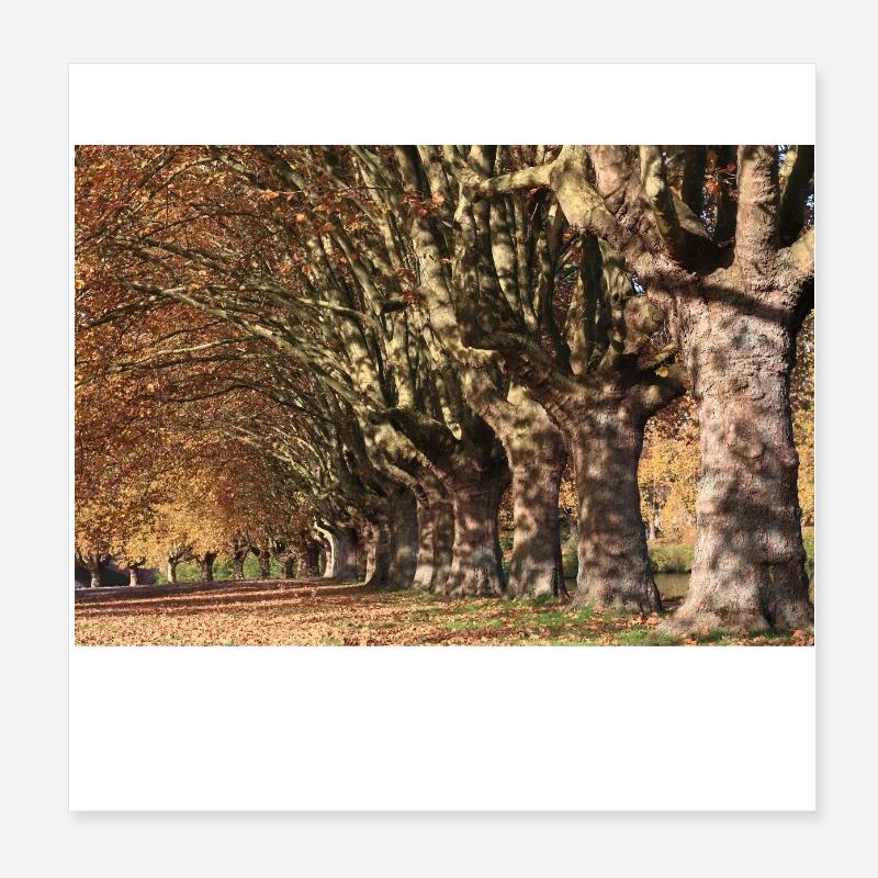 Allée de platane ensoleillée Poster 20 x 20 cm