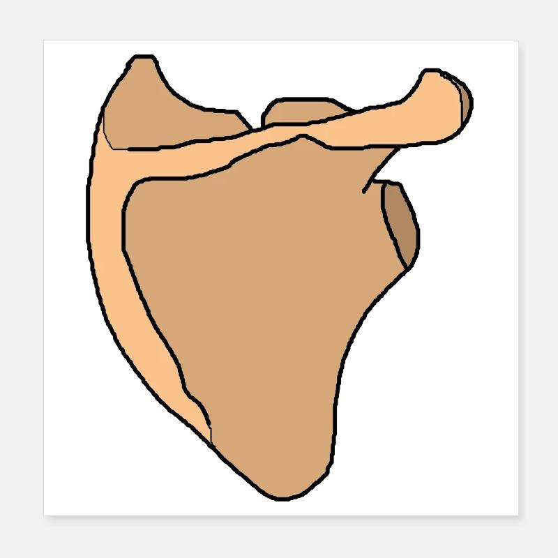 Omoplate scapula anatomie squelette os Poster 20 x 20 cm