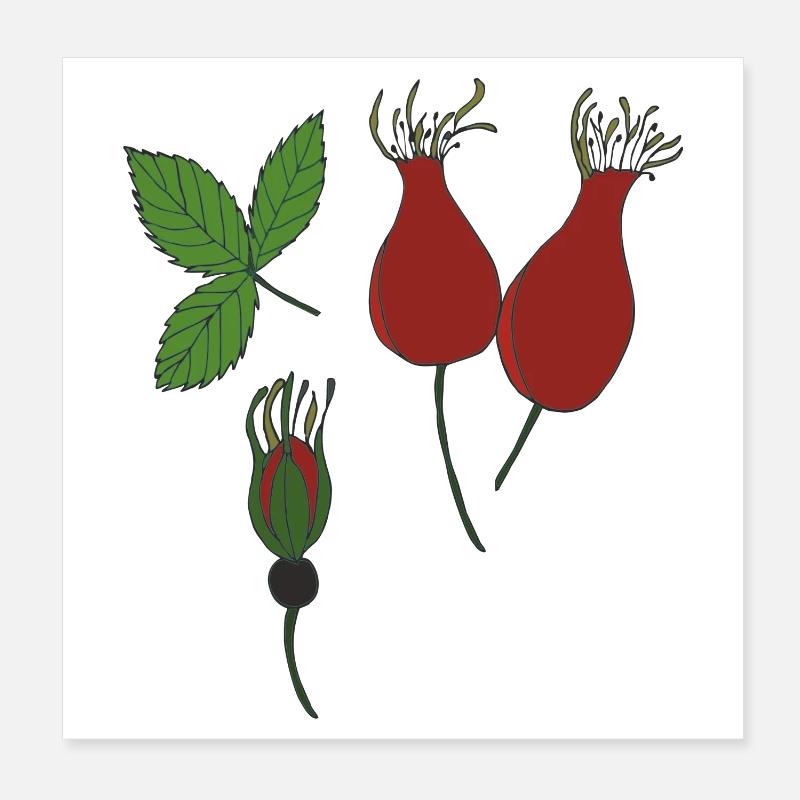 hagebutte Poster 20x20 cm