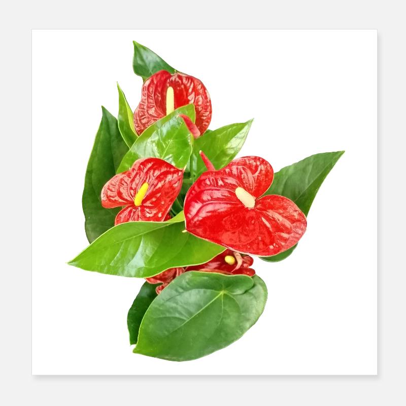 Red Anthurium Floral Edition Poster 8" x 8" (20x20 cm)