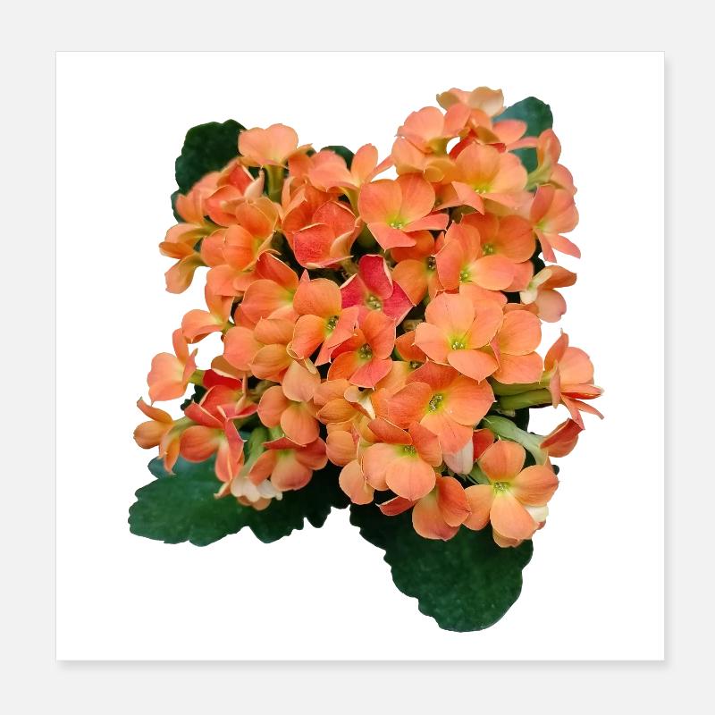 FRÜHLINGSBLUMEN (orange) Poster 20x20 cm