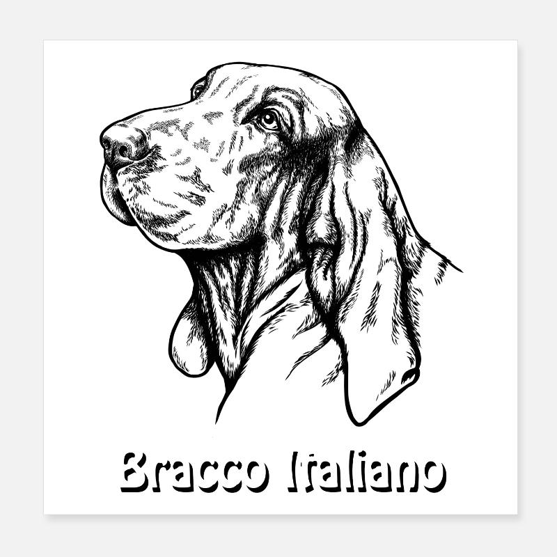 Bracco Italiano Portrait mit Text Poster 20x20 cm