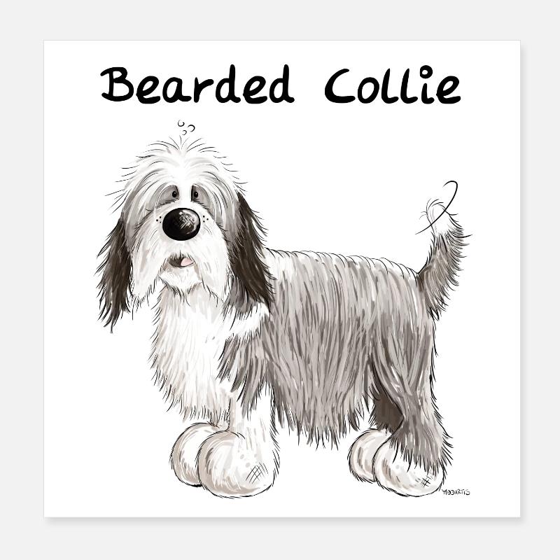 Happy Bearded Collie Poster 8" x 8" (20x20 cm)