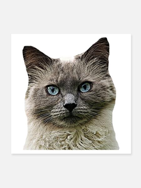 Katze Katzen cat Cats Katzenkopf - Poster 20x20 cm - Weiß - Vorne