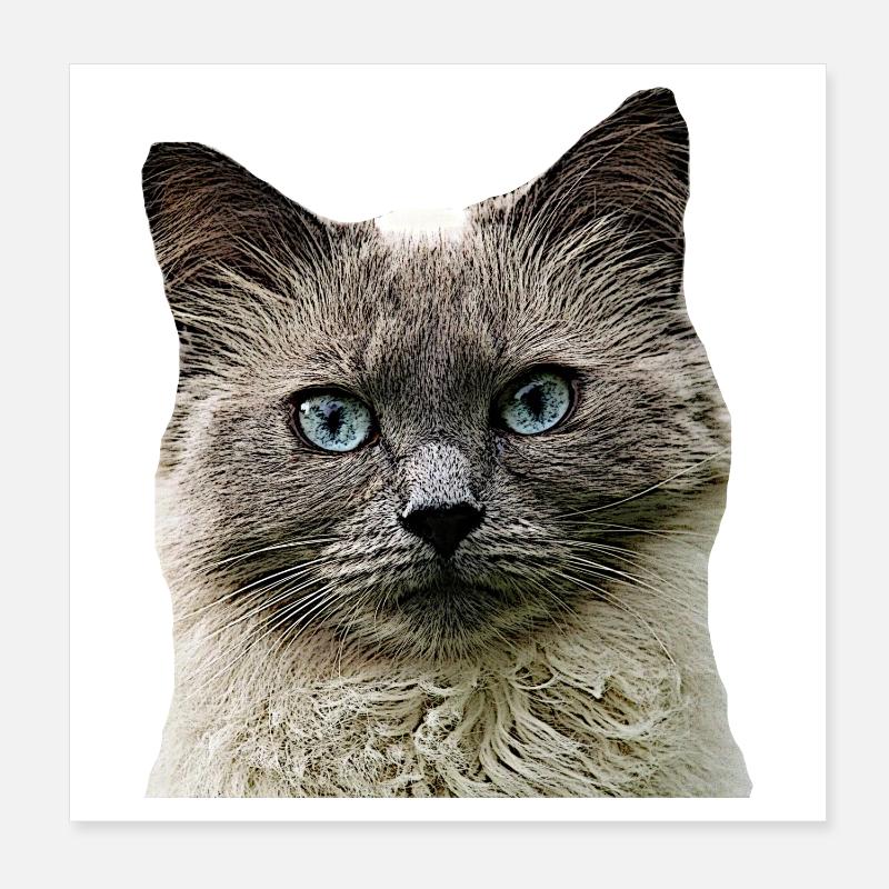 Chat Chat cat Cats Tête de chat Poster 20 x 20 cm