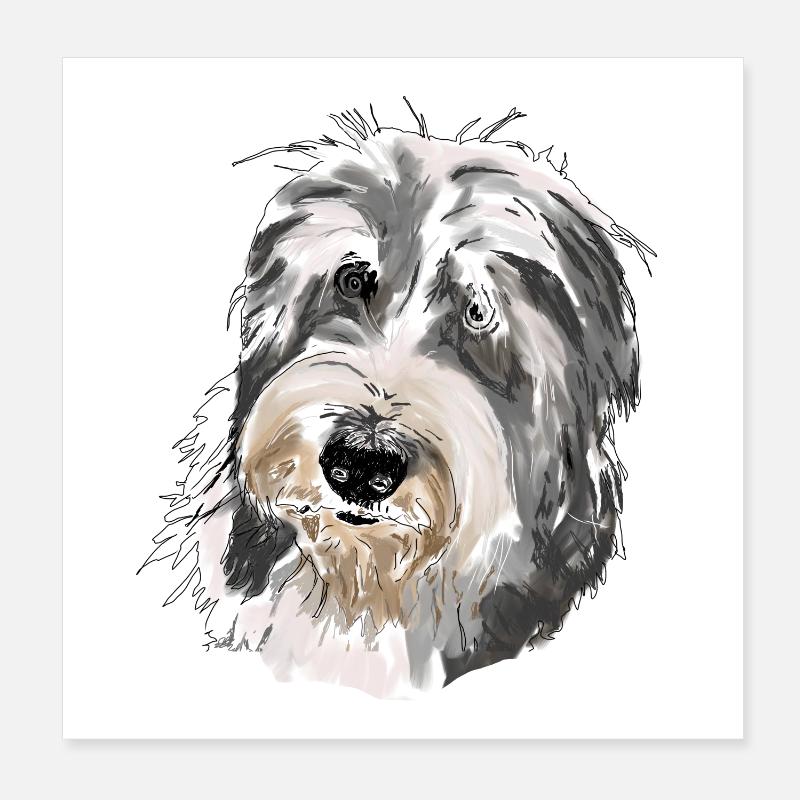 Bearded Collie Poster 8" x 8" (20x20 cm)