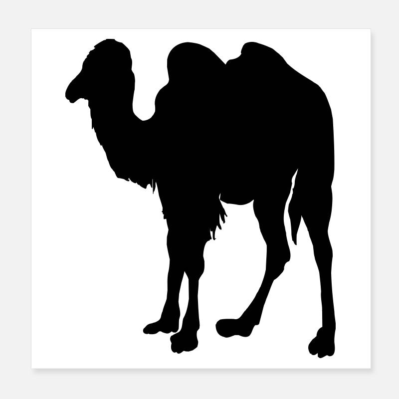 Kamel, Kamel Poster 20x20 cm