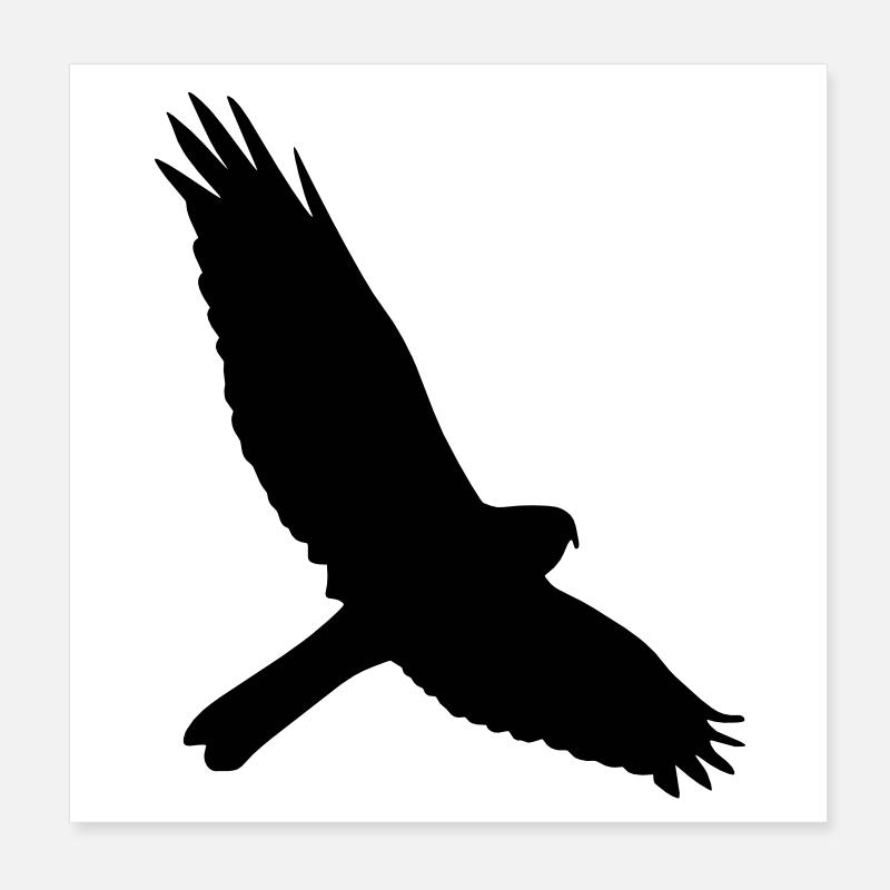 faucon Poster 20 x 20 cm