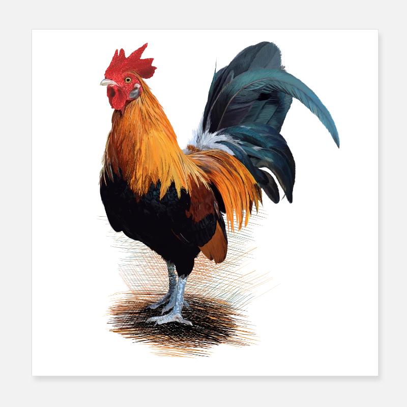 Huhn Poster 20x20 cm