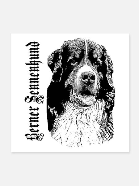 Berner Sennenhund,Großer Hund,hundekopf,Hunde, - Poster 20x20 cm - Weiß