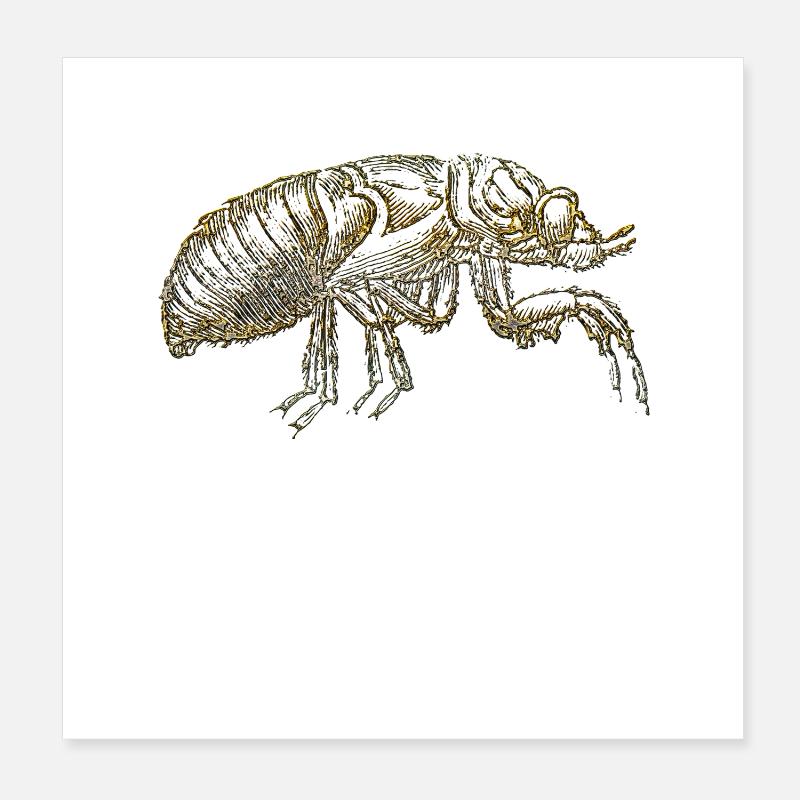 La puce Poster 20 x 20 cm
