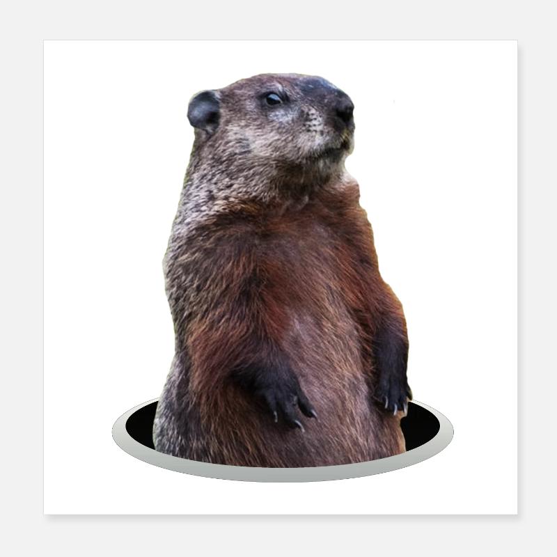 Marmot Poster 8" x 8" (20x20 cm)