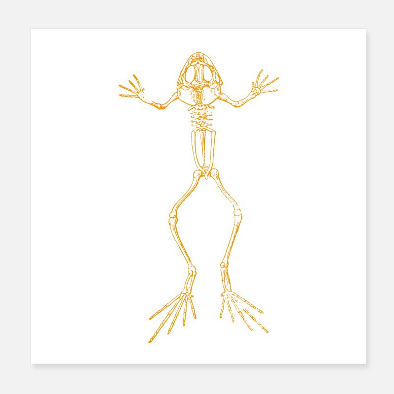 Frosch Skelett Poster 20x20 cm