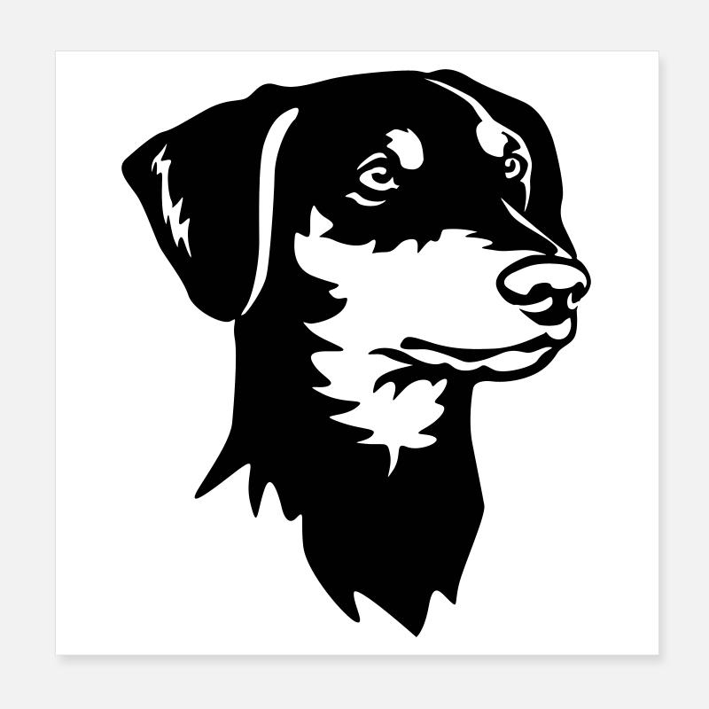 Tête de Pinscher allemande Poster 20 x 20 cm