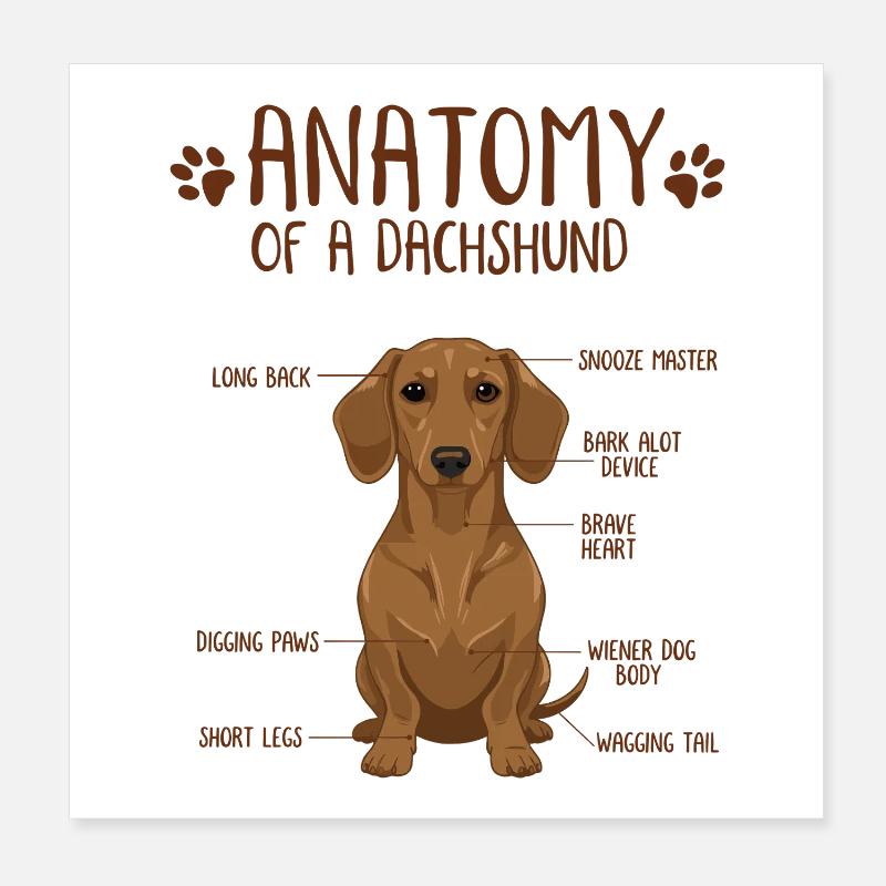 Anatomie d’un teckel Poster 20 x 20 cm