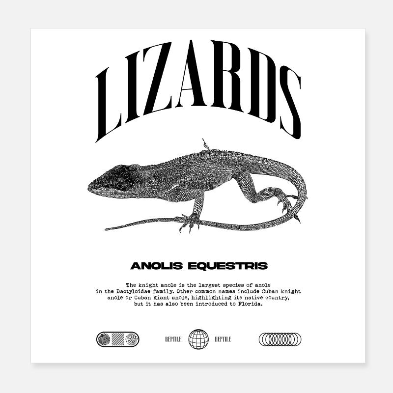 Cuban Knight Anole Reptile Keeper Lizard Poster 8" x 8" (20x20 cm)