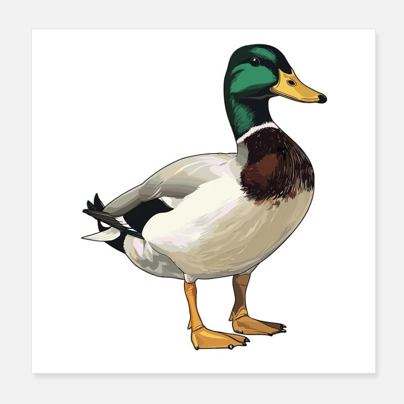 Enten Ente Poster 20x20 cm