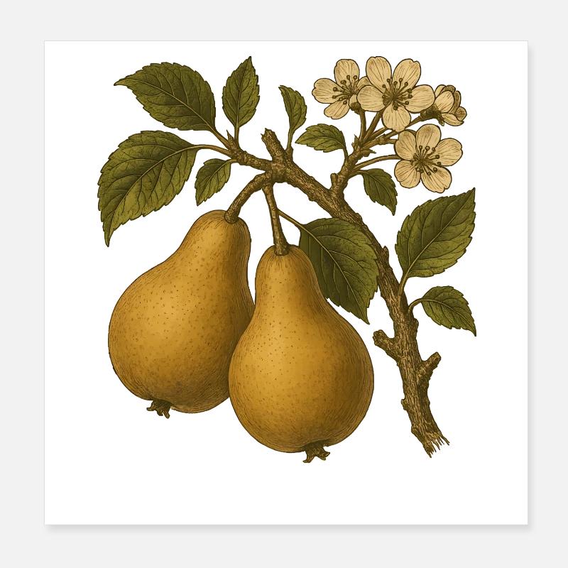 Illustration de poire botanique vintage Poster 20 x 20 cm