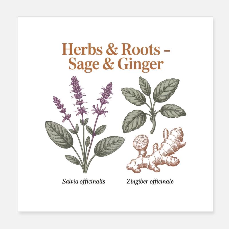 Botanical Herbs - Sage & Ginger Poster 8" x 8" (20x20 cm)
