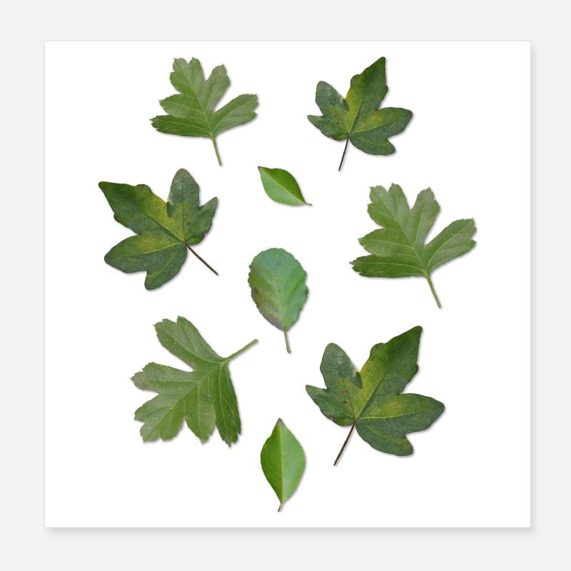 Green Leaves Autumn Nature Leaf Pattern Poster 8" x 8" (20x20 cm)