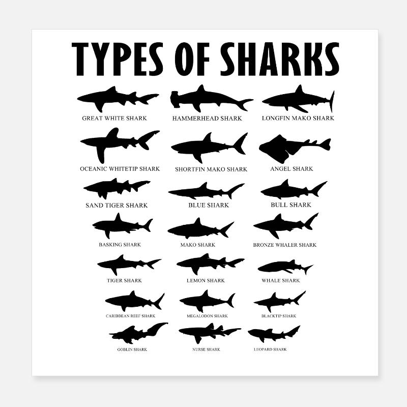 Tableau des types éducatifs d’espèces de requins Poster 20 x 20 cm
