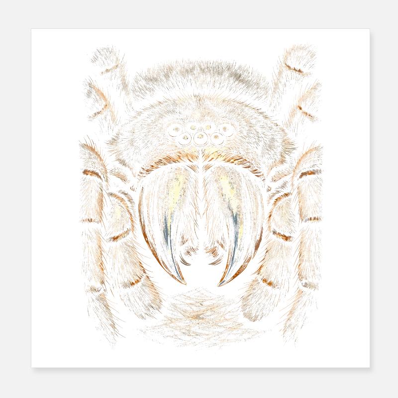 Tarentule Poster 20 x 20 cm