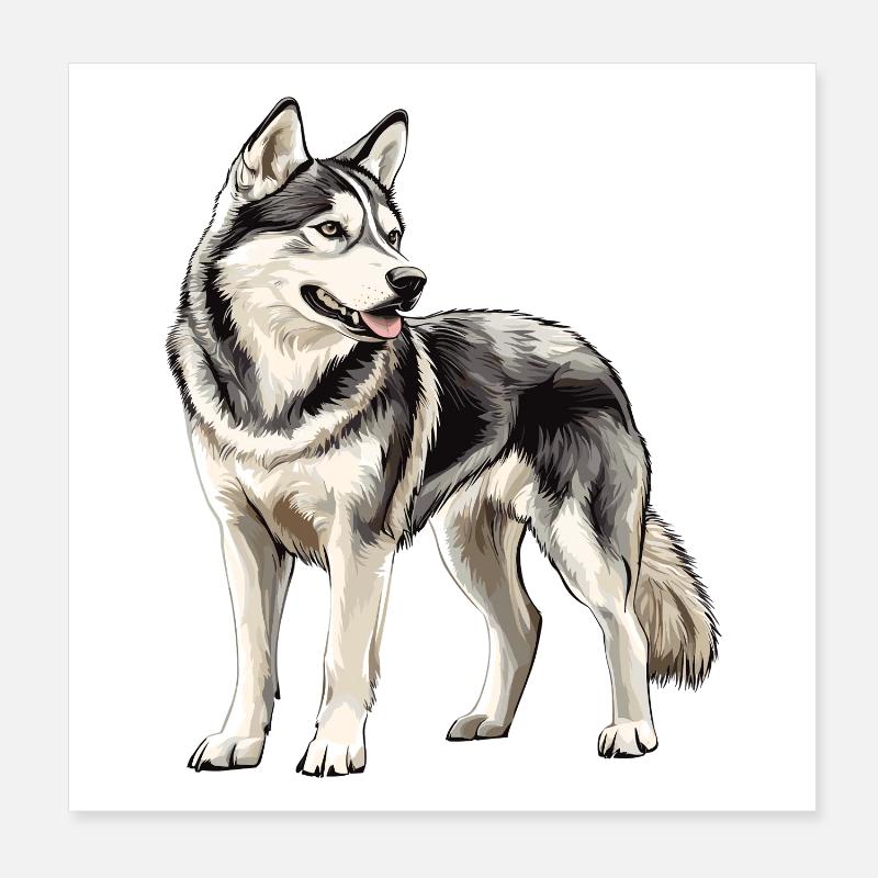 Husky Porträt Poster 20x20 cm