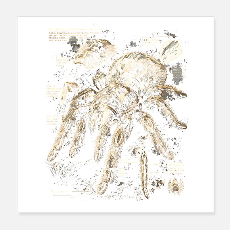 Tarantula Poster 8" x 8" (20x20 cm)