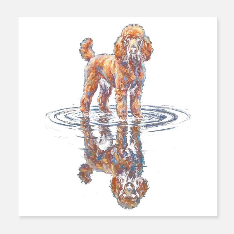Caniche avec réflexion dans l’eau Poster 20 x 20 cm