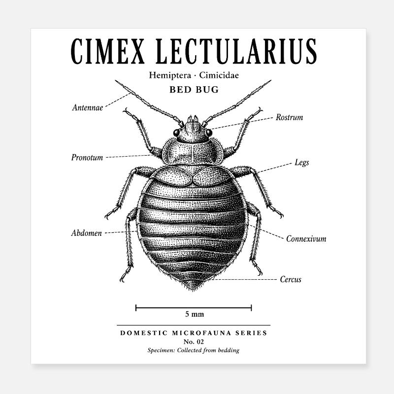 Punaise de lit – Microfaune domestique n° 02 Poster 20 x 20 cm