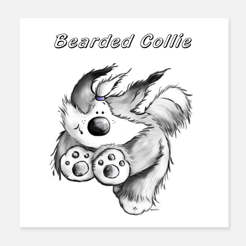 Courir Bearded Collie. Poster 20 x 20 cm