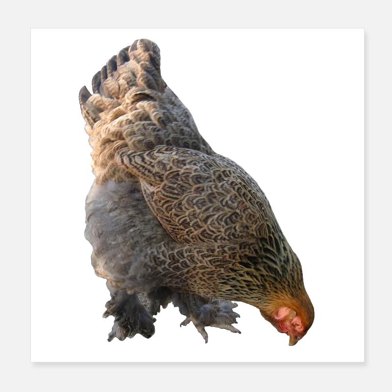 Huhn Poster 20x20 cm