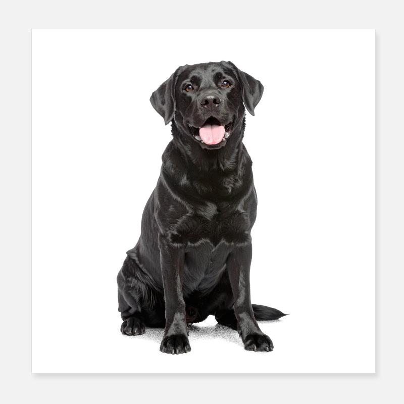 Black Labrador – Loyal, Lovable & Charming Poster 8" x 8" (20x20 cm)