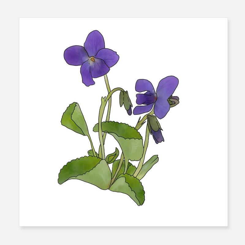 violet Poster 20 x 20 cm